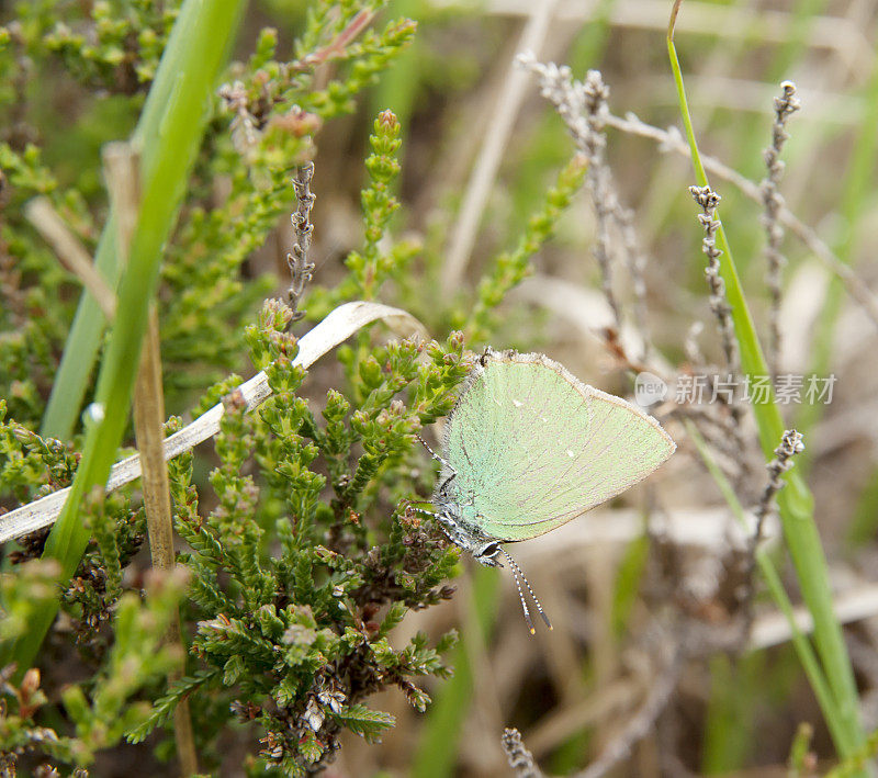 绿纹蝶(Callophrys rubi)